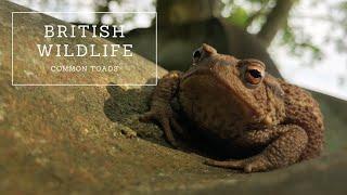 Common Toads  The Complete Guide