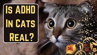 Can Cats Have ADHD? Hyperactivity Disorder