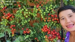How to plant Tomatoes the best way gardening tipsNhung daily life USA