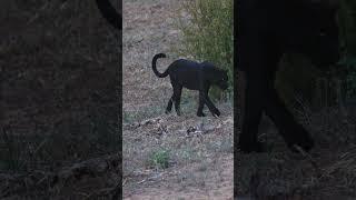 Rare WILD Black Leopard - New Membership Video Out Today #wildlife #cat #leopard