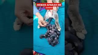 HEWAN MAMALIA BERANAK BANYAK #viral #hewan #melahirkan #mamalia #hewanlangka #hewan_peliharaan