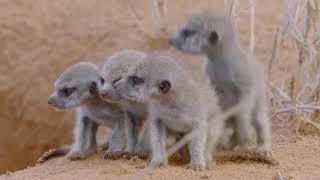 Animals Surviving in The Desert of South West Africa  Nat Geo Documentary HD 1080p