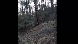 Multiple Skinwalkers Screaming at each other in the Gila National Forrest Skinwalker scream