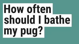 How often should I bathe my pug?