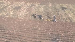 Planting peanuts behind the cow plows