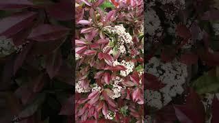 Photinia Red Robin  I think  nicely contrasting with a Ceanothus