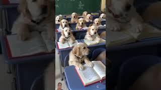 Funny Cat and Dog #dog #funnycatandcutebabyanimals #funny #animalss #pets #cute #viralvideo