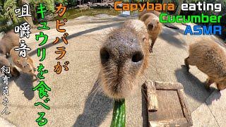 Capybara eating cucumber ASMR