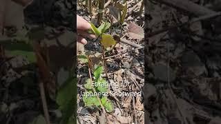 Foraging for Japanese Knotweed  Self Reliance Skill