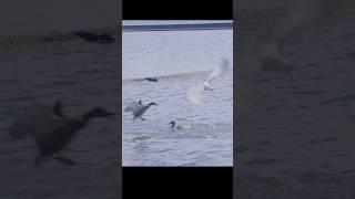 Fearless Duck Fights Off Seagull Attacker 小鸭逃脱海鸥攻击 #duck #seagull