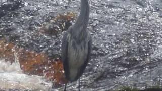 Salmon at Falls of Feugh Banchory Kincardineshire Scotland