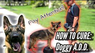 German Shepherd Wont Pay Attention How to Cure Dog with Attention Deficit Disorder or A.D.D.