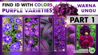 PURPLE PLANTS VARIETIES  TANAMAN BERWARNA UNGU  plant id  Tanaman Hias  Indoor  Outdoor