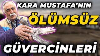 1500 METRE GİDEN GÜVERCİN 70 İla 100 Takla - Kuşçu Kara Mustafa Arslantaş