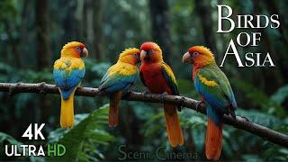 Tropical Asian Jungle Birds  Life Of Birds In Forest  Scenic Cinema With Birds & Jungle Sounds