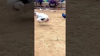 Pigeon doing a summersault