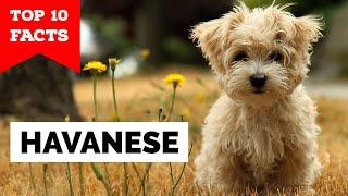 Havanese - Top 10 Facts