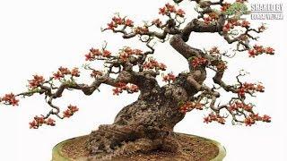 Độc đáo những Cây Hoa Gạo Bonsai  Bombax Ceiba bonsai trees