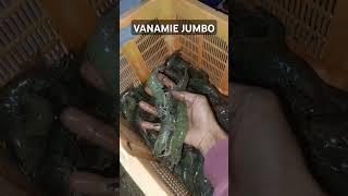 Panen Udang Vanamie Jumbo gagal panen indukan lari ke pasar.. #udangvaname #tambakudangvaname