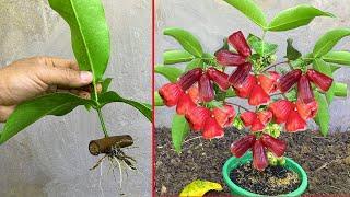How to propagate wax apple from cutting-crafting idea wax apple and get the best fruit wax apple