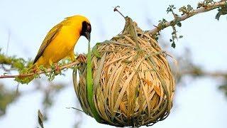 15 Most Amazing Nests In The Animal World