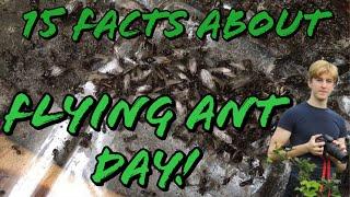 15 Facts about Flying Ant Day  MyLivingWorlds Ants