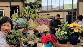 Go to the market of rich people to buy SUCCULENTS very beautiful