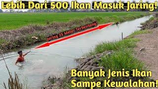 SAMPE NYEBUR PASANG JARING IKAN 25 METER DI ALIRAN SAWAH