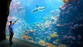 Dutch Aquarium - #3 Largest Aquarium in The World - Private Tour