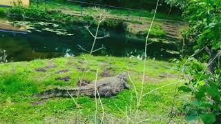 Anandapadmanabha Swamy temple crocodile Babiya