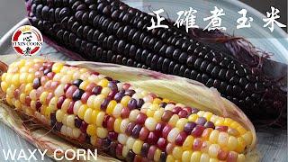 【如何正確煮糯玉米】 How to cook sweet corn correctly 自種玉米 homegrown waxy corn