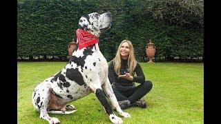 THE GREAT DANE -  THE TALLEST DOG IN THE WORLD  Animal Watch