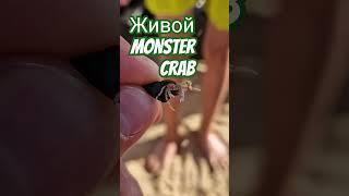 monster crab #карпдон #fishing #море #карпфишинг #carpfishing #рыбалка #carp #отдых #пляж #анапа