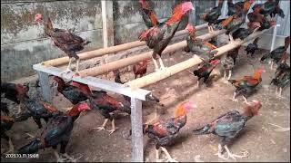 Yukzz lihat stock Ayam jenis Pakoy di Jago Joss Farm Semarang.