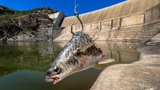 Este Lugar está REPLETO de Bagres  Pesca con Carnada bajo la Presa