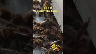 अच्छी मधुमक्खी कॉलोनी की पहचान #beekeeping #bees #honeybee