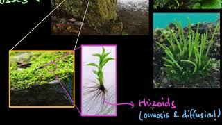 Bryophytes  Plant Kingdom  Biology  Khan Academy