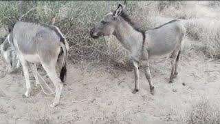 Donkeys enjoying fun. #foryou #shorts