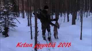 Ketun Pyyntiä Fox Hunting 2018 Jakso 7