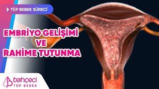 Embriyo Gelişimi ve Rahime Tutunma