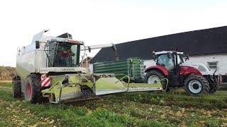 Kürbisernte mit Claas Lexion Mähdrescher  Stindl Agrarservice