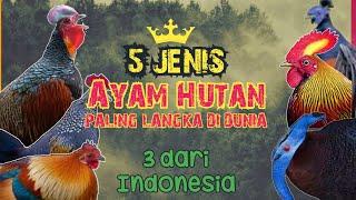 5 Jenis AYAM HUTAN Yang ada di Dunia 3 ada di Indonesia  Super Langka