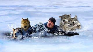 Man Saved A Drowning Wild WolfThen One Day He Received A Surprise in Return