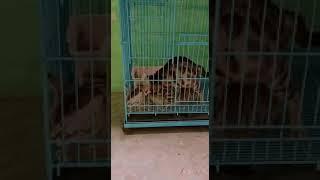 bubu si kucing agresif pada akhirnya kena meong