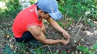 Cara buat jerat ayam hutan