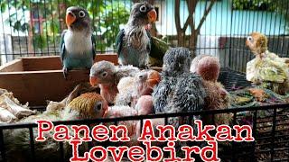 Panen Anakan Lovebird Sistem Koloni