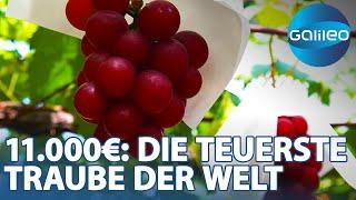 11.000 Euro für Obst - die Geschichte der Ruby Roman Traube  Galileo  ProSieben