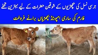 Imported Jersey Heifers  Best Jersey Heifers Price  Shahzad Bachri Farm  Pk Janwar 2023