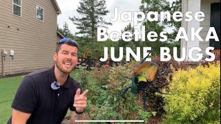 How to get rid of June bugs aka Japanese beetles