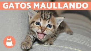 Los mejores MAULLIDOS de GATOS  ¡Gatos MAULLANDO mucho y fuerte 